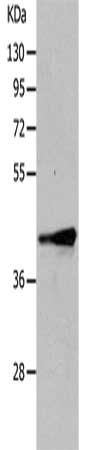 TRIM63 antibody