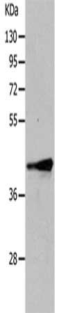 TRIM63 Antibody
