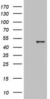 TRIM9 Antibody