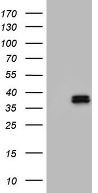 TRIM9 Antibody