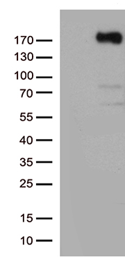 TRIM9 Antibody