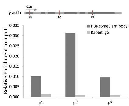 TriMethyl-Histone H3-K36 antibody