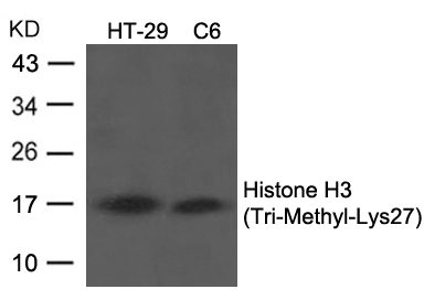 Tri-Methyl-Histone H3 (Lys27) Antibody