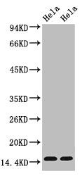Tri-methyl-Histone H3(K36) Monoclonal Antibody