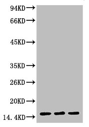 Tri-methyl-Histone H3(K4) Monoclonal Antibody