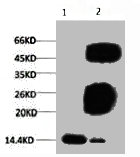 Tri-methyl-Histone H3(K79) antibody