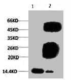 Tri-methyl-Histone H3(K79) Monoclonal Antibody