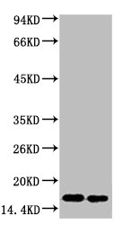 Tri-methyl-Histone H3(K9) Monoclonal Antibody
