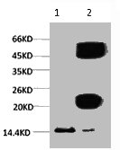 Tri-methyl-Histone H3(K9) antibody