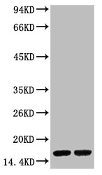 Tri-methyl-Histone H3(K9) Monoclonal Antibody