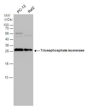 Triosephosphate isomerase antibody