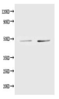 TRIP13 Antibody