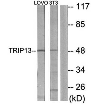 TRIP13 Antibody