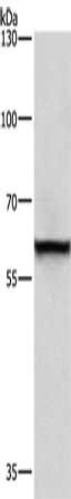 TRIP4 Antibody