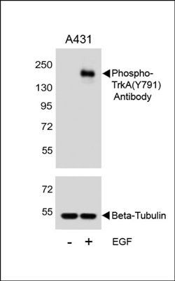 TrkA (phospho-Tyr791) antibody
