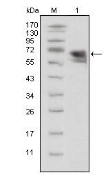 TrkA Antibody