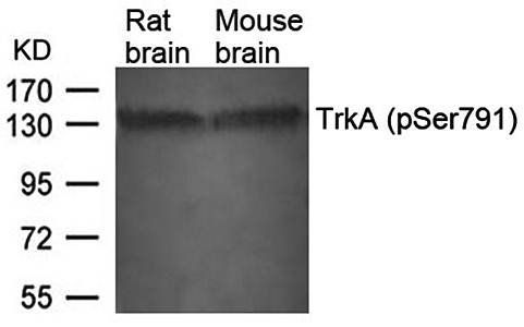 TrkA (Phospho-Ser791) Antibody