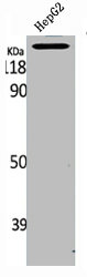NTRK2 Antibody