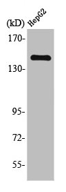 NTRK2 Antibody