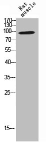 NTRK2 Antibody