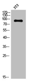 NTRK2 Antibody