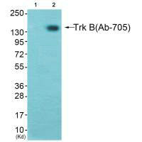 TrkB antibody