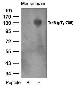TrkB (Phospho-Tyr705) Antibody