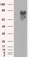 TrkC Antibody