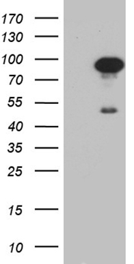 TRMT12 Antibody