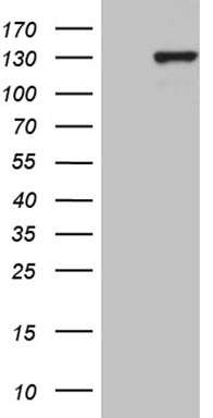 TRMT12 Antibody