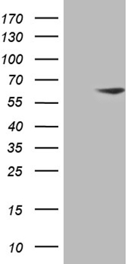 TRMT12 Antibody