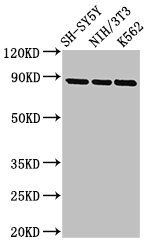 NTRK1 Antibody