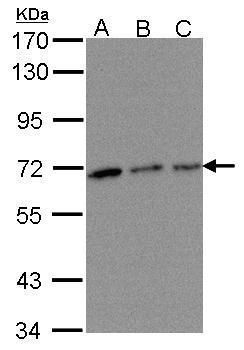 TROVE2 antibody