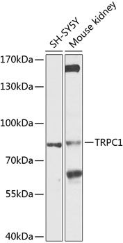 TRPC1 antibody