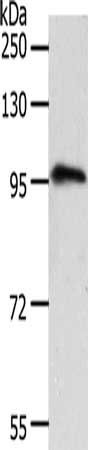 TRPC3 Antibody