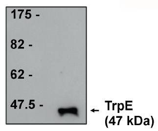 Mouse TrpE Tag Antibody