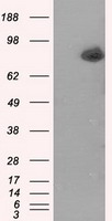 TRPM4 Antibody