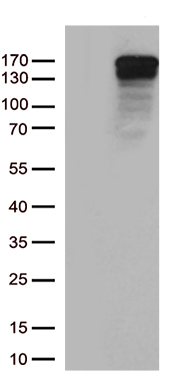 TRPS1 Antibody