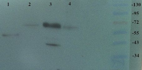 TRPV1 antibody