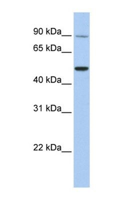 TRPV5 antibody
