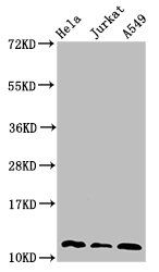 TRX antibody