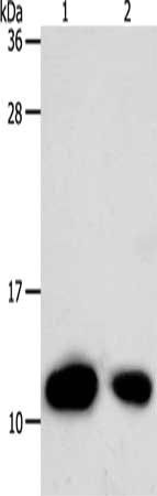 TXN Antibody