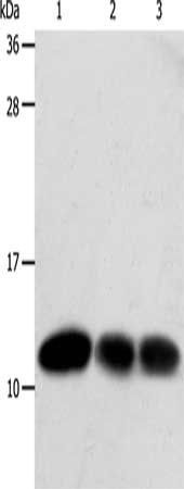 TXN Antibody
