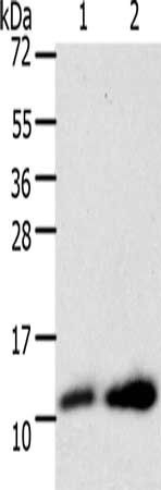 TRX antibody