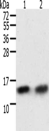 TXN Antibody