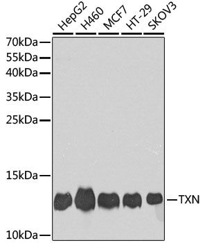 TRX antibody