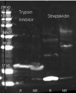 Trypsin Inhibitor antibody (Biotin)