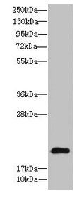 TSC22D3 Antibody