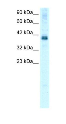 TSC22D4 antibody