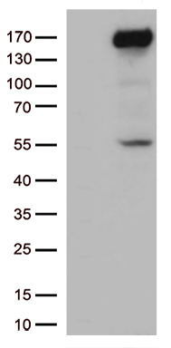 TSEN34 Antibody